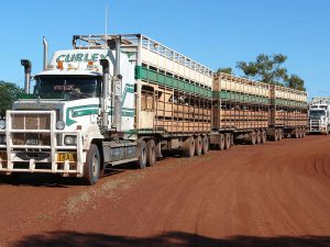 a cattle truck on the road