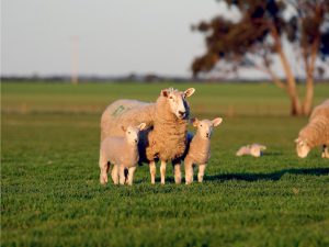 livestock insurance